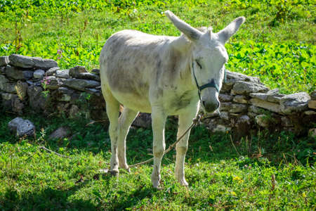 Donkey in a field, Pralognan la Vanoise, French alps