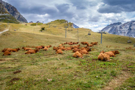 Cows in alpine pasture, Pralognan la Vanoise, French Alpsの写真素材