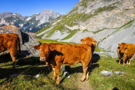 Cows in alpine pasture, Pralognan la Vanoise, French Alpsの写真素材