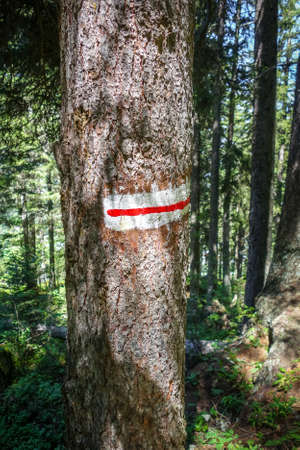 White and red mark on a tree trunk in pralognan forest, French alps.の写真素材