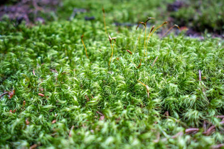 Moss detail in Vanoise national Park forest, French alps.