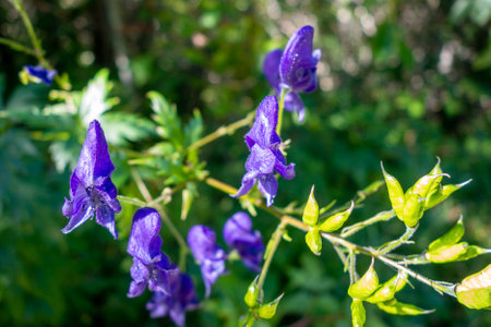 Aconitum variegatum flowers close up view in Vanoise national Park, Franceの写真素材