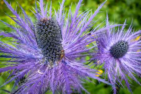 alpine sea holly, Eryngium alpinum, in Vanoise national Park, Savoie, France