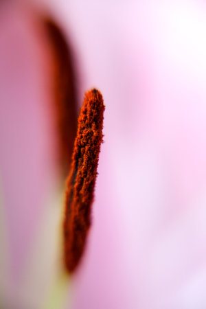 Lily flower stamens and pollen macro view. Abstract backgroundの写真素材