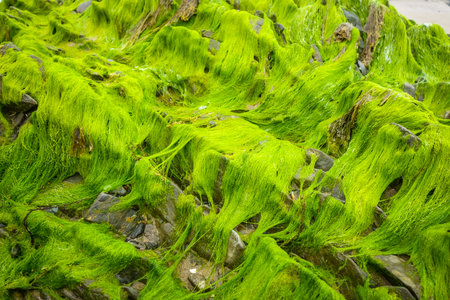 Green algae on a rock. Closeup background textureの写真素材