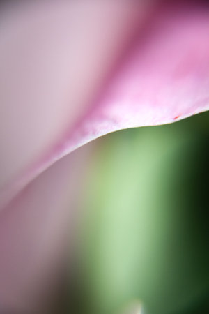 Lily flower petal macro view. Abstract backgroundの写真素材