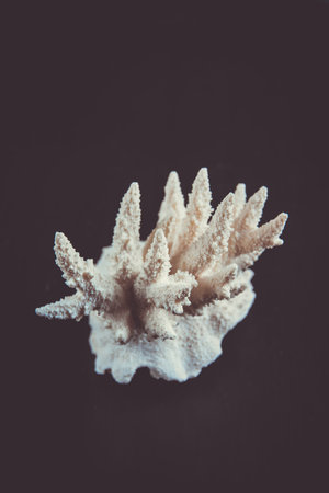 Dry coral branch isolated on black backgroundの写真素材