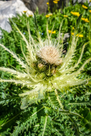 alpine sea holly, Eryngium alpinum, in Vanoise national Park, Savoie, Franceの写真素材