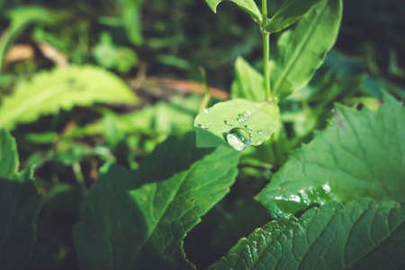 Close up of water drops on green leaves in morning lightの写真素材