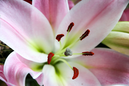 Lily flower macro view. Colorful background wallpaperの写真素材