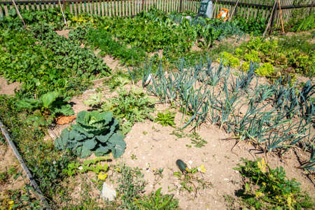 Organic vegetable garden with rows of plantationsの写真素材