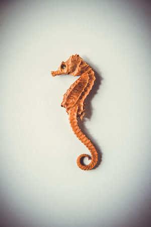 Dry seahorse closeup view on a white background