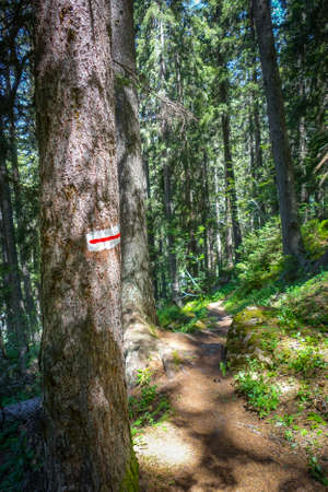 White and red mark on a tree trunk in pralognan forest, French alps.の写真素材