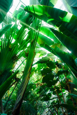 Light ray in a Jungle rainforest. Tropical backgroundの写真素材
