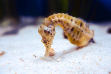 Seahorse underwater close-up view. Macro photographyの写真素材
