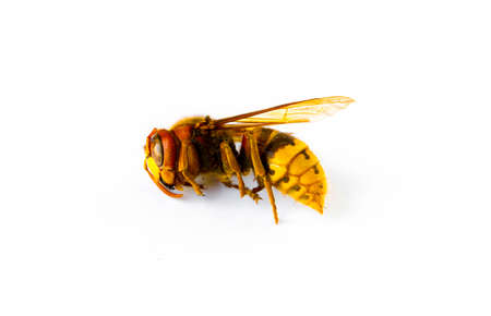 Dried European hornet isolated on white backgroundの写真素材