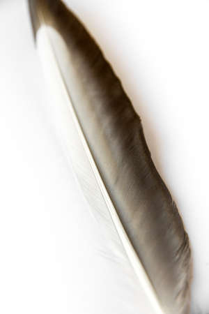 Bird wing feather isolated on white backgroundの写真素材