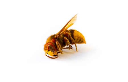 Dried European hornet isolated on white background