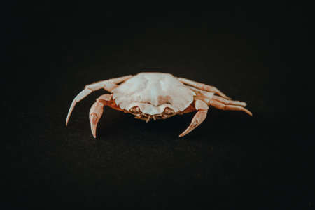 White crab isolated on a black backgroundの写真素材
