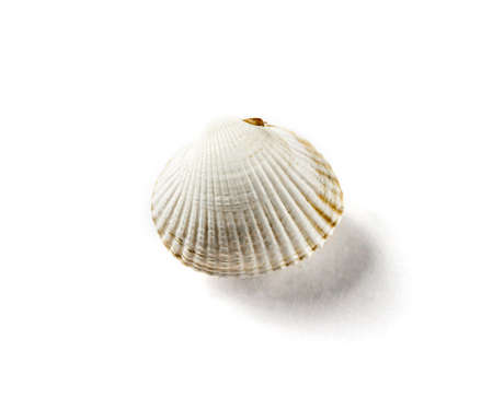 White sea shell isolated on white background