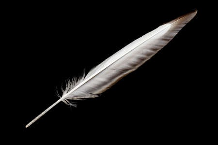 Bird wing feather isolated on black backgroundの写真素材
