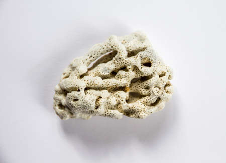 Dry coral isolated on a white backgroundの写真素材