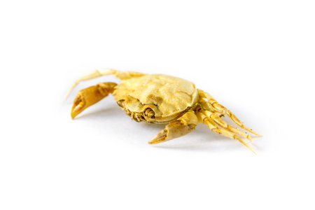Small crab isolated on a white backgroundの写真素材
