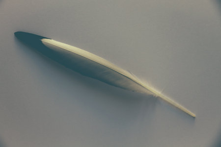 bird wing feather resting on a gray backgroundの写真素材
