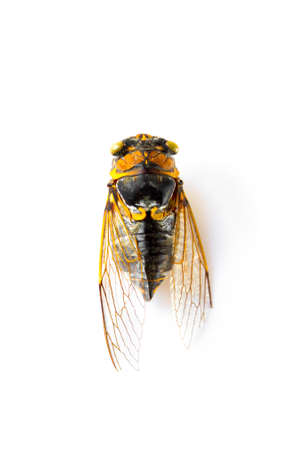 Dried cicada isolated on a white background