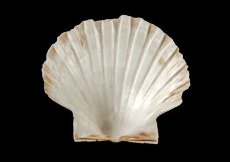 White scallop shell isolated on black background