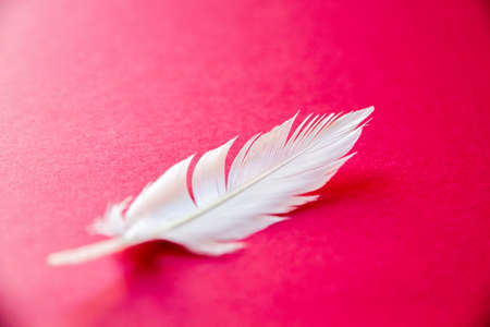 White bird wing feather isolated on red backgroundの写真素材