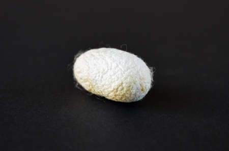 Silkworm cocoon isolated on a black backgroundの写真素材