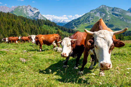 Cows in a mountain field. La Clusaz, Haute-savoie, Franceの写真素材
