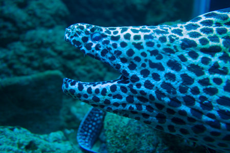 Moray eel in a tropical coral reefの写真素材