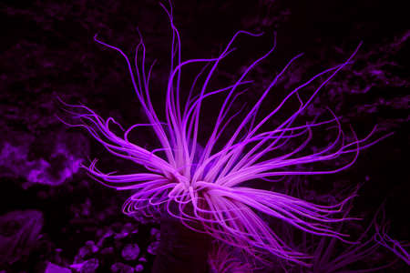 Sea anemone on a tropical coral reefの写真素材