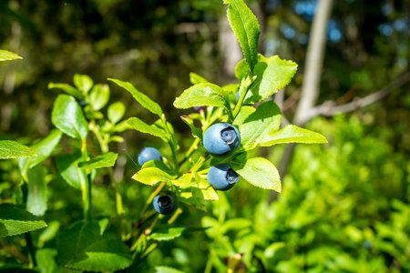 European Blueberry - bilberry - closeup in a mountain forest, Franceの写真素材