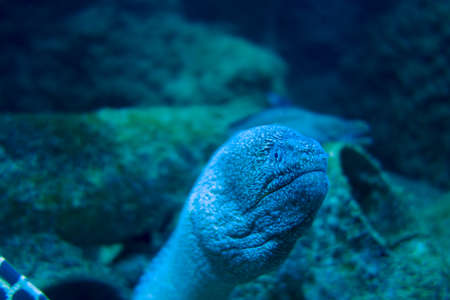 Moray eel in a tropical coral reefの写真素材