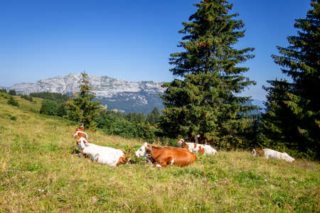 Cows in a mountain field. La Clusaz, Haute-savoie, Franceの写真素材