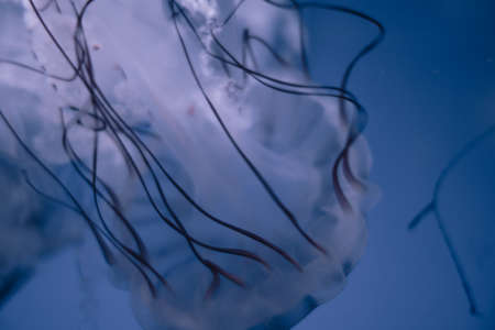 Jellyfish floating in the deep ocean. Macro viewの写真素材