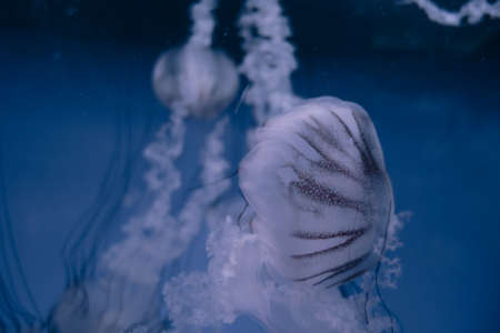 Jellyfish floating in the deep ocean. Macro view