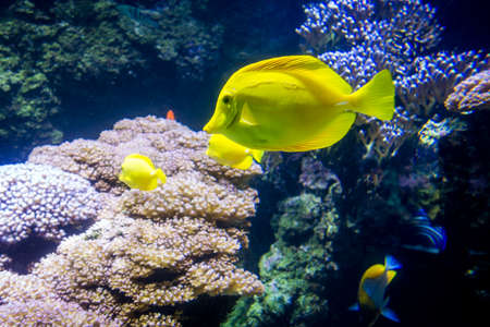 Close up view of a yellow tang fish swimming in ocean