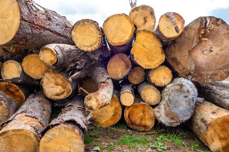 Stack of tree trunks in a mountain forest