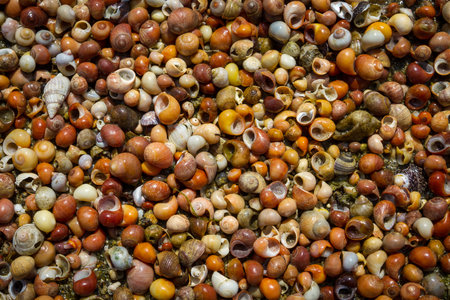 Shellfish texture macro photography. Abstract background wallpaperの写真素材