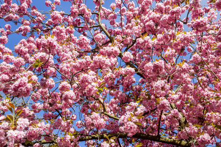 Japanese cherry blossom branch in spring. Blue sky background