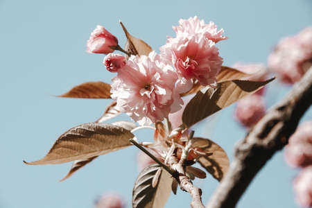 Japanese cherry blossom branch in spring. Blue sky background. Closeup viewの写真素材