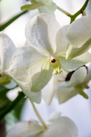 Orchid flower, white Vanda Coerulea. Tropical floral background