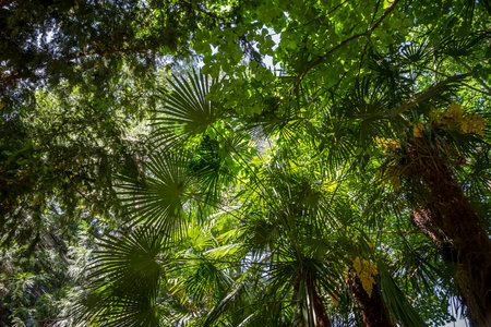Deep tropical rain forest background. Bottom viewの写真素材