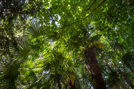 Deep tropical rain forest background. Bottom viewの写真素材