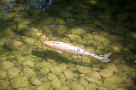 Koi carp in a japanese garden pond. Zen backgroundの写真素材