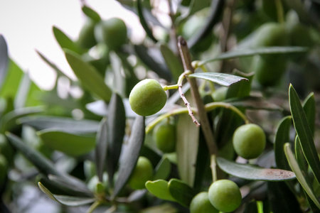 Olive branch closeup view in  cultivated fieldの写真素材